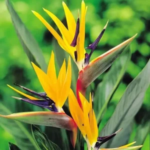 Orange Bird of Paradise Live Plant – 5-12 Inch Tall Strelitzia Reginae Houseplant - Image 2