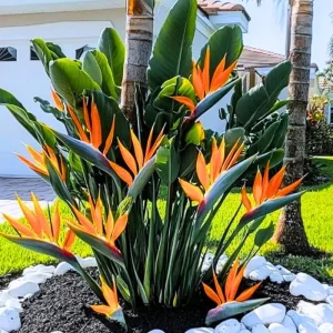 Orange Bird of Paradise Live Plant – 5-12 Inch Tall Strelitzia Reginae Houseplant - Image 3