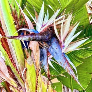 Orange Bird of Paradise Live Plant – 5-12 Inch Tall Strelitzia Reginae Houseplant - Image 1