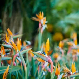 Orange Bird of Paradise Live Plant, Set of 2, 4-6 Inch, Outdoor Tropical - Image 6