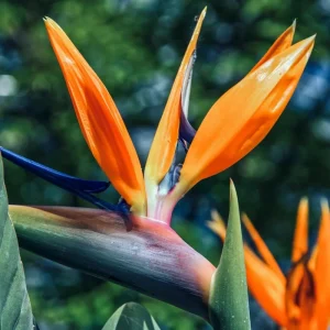 Orange Bird of Paradise Live Plant, Set of 2, 4-6 Inch, Outdoor Tropical - Image 7