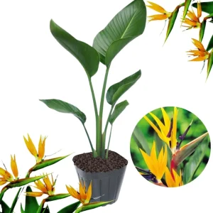 Orange Bird of Paradise Live Plant – Strelitzia Reginae Houseplant 5-12” - Image 2