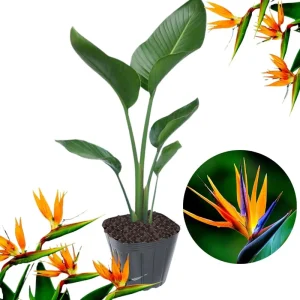 Orange Bird of Paradise Live Plant – Strelitzia Reginae Houseplant 5-12” - Image 3