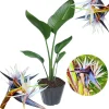 Orange Bird of Paradise Live Plant – Strelitzia Reginae Houseplant 5-12” - Image 1