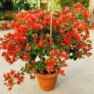 Orange Bougainvillea Live Plant, 6-10 Inches Tall, Vibrant Blooms for Outdoors - Image 3
