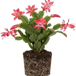 Orange Christmas Cactus Live Plant – 3-6 inch – Holiday Houseplant – Well Rooted - Image 2