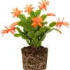 Orange Christmas Cactus Live Plant – 3-6 inch – Holiday Houseplant – Well Rooted - Image 1