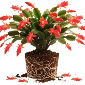 Orange Christmas Cactus Live Plant, 3-6