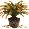 Orange Christmas Cactus Live Plant, 3-6" Tall Tropical Succulent Houseplant - Image 1
