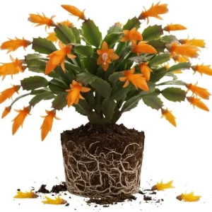 Orange Christmas Cactus Live Plant, 3-6