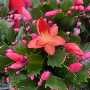 Orange Christmas & Thanksgiving Cactus Live Plant 4-6 Inch Tall - Schlumbergera Succulent - Image 3