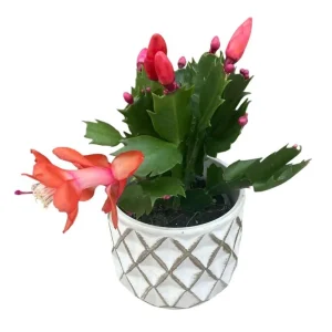 Orange Christmas & Thanksgiving Cactus Live Plant 4-6 Inch Tall - Schlumbergera Succulent - Image 5
