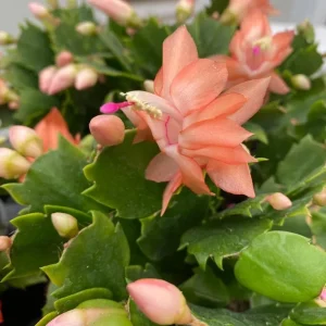 Orange Christmas & Thanksgiving Cactus Live Plant 4-6 Inch Tall - Schlumbergera Succulent - Image 6