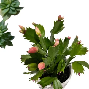 Orange Christmas & Thanksgiving Cactus Live Plant 4-6 Inch Tall - Schlumbergera Succulent - Image 7