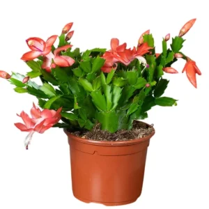 Orange Christmas & Thanksgiving Cactus Live Plant 4-6 Inch Tall - Schlumbergera Succulent - Image 8