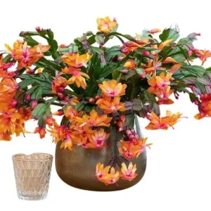Orange Christmas & Thanksgiving Cactus Live Plant 4-6 Inch Tall - Schlumbergera Succulent - Image 1