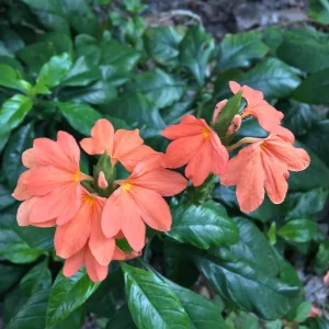 Orange Crossandra Live Plant, 2-Pack 4-8'' Tall Shrub, Outdoor Flowering - Image 2