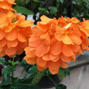 Orange Crossandra Live Plant, 2-Pack 4-8'' Tall Shrub, Outdoor Flowering - Image 1