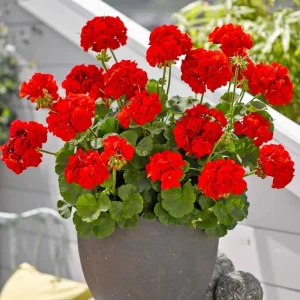 Orange Geranium Live Plants - Set of 2, 4-9 Inches Tall, Fragrant Perennial Blooms - Image 1