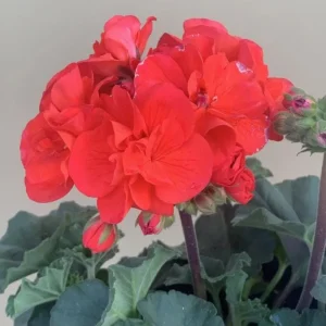 Orange Geranium Live Plants - Set of 2 Fragrant Pelargonium, 5-8 Inch Tall - Image 10