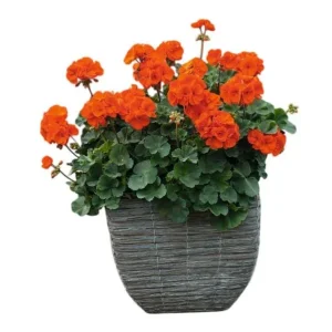 Orange Geranium Live Plants - Set of 2 Fragrant Pelargonium, 5-8 Inch Tall - Image 1