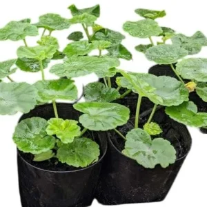 Orange Geranium Live Plants - Set of 2 Fragrant Pelargonium, 5-8 Inch Tall - Image 3