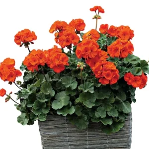 Orange Geranium Live Plants - Set of 2 Fragrant Pelargonium, 5-8 Inch Tall - Image 6
