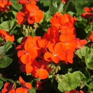 Orange Geranium Live Plants - Set of 2 Fragrant Pelargonium, 5-8 Inch Tall - Image 8