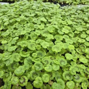 Orange Geranium Live Plants - Set of 2 Fragrant Pelargonium, 5-8 Inch Tall - Image 9