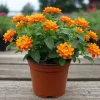 Orange Lantana Live Plant – 3-Pack Perennial Flowers – 4-8 Inches Tall – Outdoor - Image 1