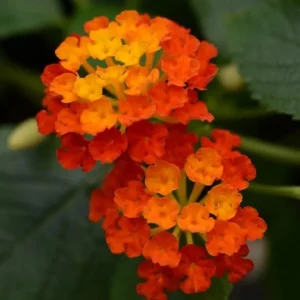 Orange Lantana Live Plant – 5-9 Inches Tall – Outdoor Bush & Shrub - Image 6