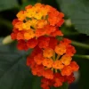 Orange Lantana Live Plant – 5-9 Inches Tall – Outdoor Bush & Shrub - Image 1