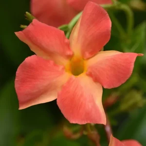 Orange Mandevilla Live Plant - Tropical Flowering Vine 5-9 Inch Tall - Image 2