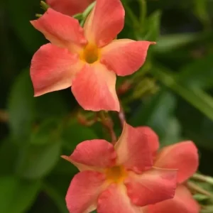 Orange Mandevilla Live Plant - Tropical Flowering Vine 5-9 Inch Tall - Image 3