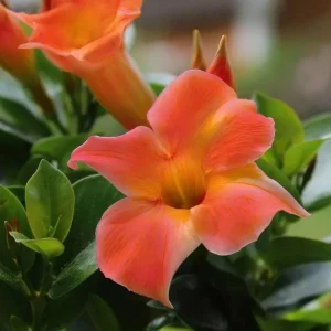 Orange Mandevilla Live Plant - Tropical Flowering Vine 5-9 Inch Tall - Image 4
