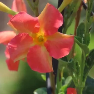 Orange Mandevilla Live Plant - Tropical Flowering Vine 5-9 Inch Tall - Image 5