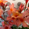Orange Mandevilla Live Plant - Tropical Flowering Vine 5-9 Inch Tall - Image 1