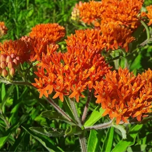 Orange Milkweed Live Plants – 2 Pack, 4-7 Inches Tall, Outdoor Flowering - Image 5