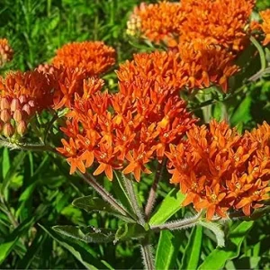 Orange Milkweed Live Plants – 2 Pack, 4-7 Inches Tall, Outdoor Flowering - Image 1