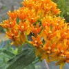 Orange Milkweed Live Plants (2-Pack) - 5-9" Tall Starter Size, Outdoor, Cold Hardy Perennial - Image 1