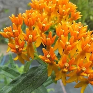 Orange Milkweed Live Plants (2-Pack) - 5-9" Tall Starter Size, Outdoor, Cold Hardy Perennial - Image 1