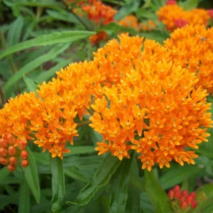 Orange Milkweed Live Plants - Set of 2, Asclepias Tuberosa, 5-8 Inch Tall, Full Sun, Perennial for Outdoor Garden - Image 2