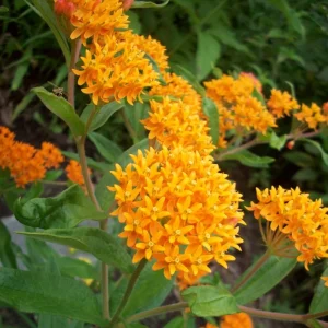 Orange Milkweed Live Plants - Set of 2, Asclepias Tuberosa, 5-8 Inch Tall, Full Sun, Perennial for Outdoor Garden - Image 3