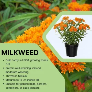 Orange Milkweed Live Plants - Set of 2, Asclepias Tuberosa, 5-8 Inch Tall, Full Sun, Perennial for Outdoor Garden - Image 4
