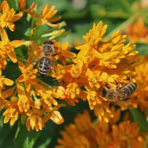 Orange Milkweed Live Plants - Set of 2, Asclepias Tuberosa, 5-8 Inch Tall, Full Sun, Perennial for Outdoor Garden - Image 5