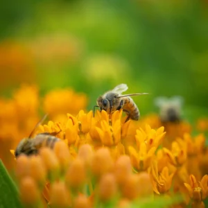 Orange Milkweed Live Plants - Set of 2, Asclepias Tuberosa, 5-8 Inch Tall, Full Sun, Perennial for Outdoor Garden - Image 6