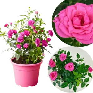 Orange Mini Rose Bush Live Plant in 3'' Pot - 3-5'' Tall Miniature Rose for Home & Office - Image 2