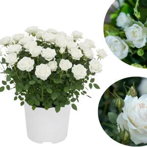 Orange Mini Rose Bush Live Plant in 3'' Pot - 3-5'' Tall Miniature Rose for Home & Office - Image 3