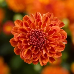 Orange Mum Plant Live - Hardy Perennial Chrysanthemum for Garden, 4-6 Inch Tall - Image 2