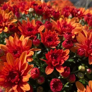 Orange Mum Plant Live - Hardy Perennial Chrysanthemum for Garden, 4-6 Inch Tall - Image 3